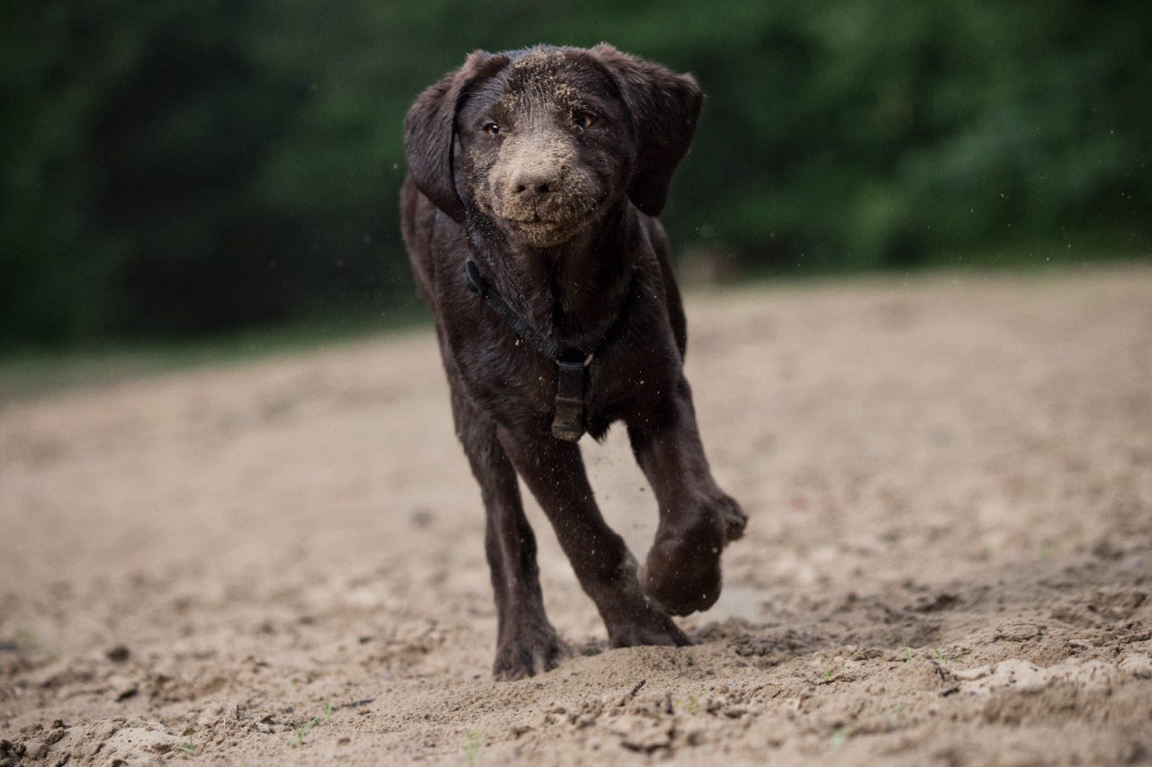 Hundetrainer, Hundetraining, Hundeschule, privater, Berlin